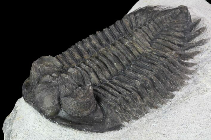 Bargain, Coltraneia Trilobite Fossil - Huge Faceted Eyes #92120
